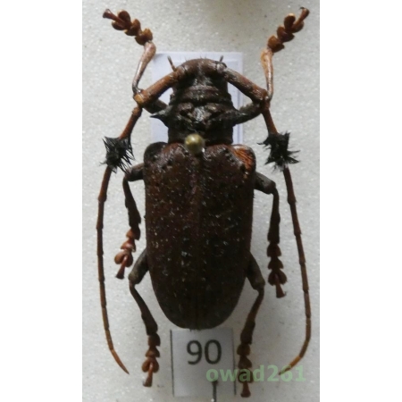 Aristobia freneyi Schmitt, 1992 28mm Thailand90